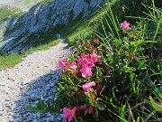 21 Rhododendron hirsutum (Rododendro hirsutum)